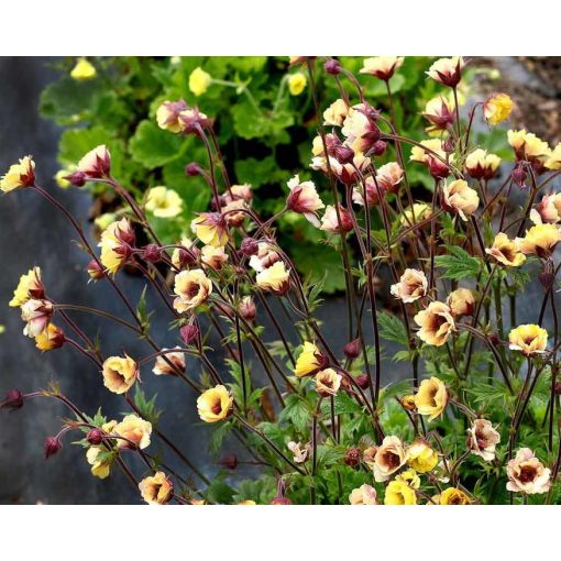 Geum Tempo Yellow - Gyömbérgyökér