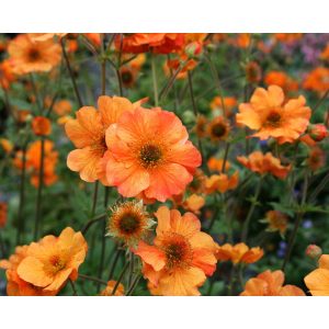 Geum Totally Tangerine - Gyömbérgyökér