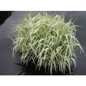 Glyceria maxima Variegata - Harmatkása