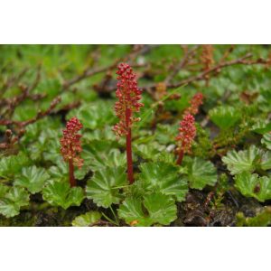 Gunnera magellanica - Óriáslapu