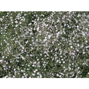 Gypsophila Jolien - Fátyolvirág