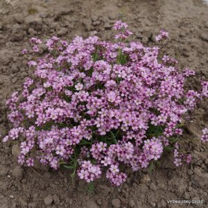 Gypsophila Knuddel - Fátyolvirág