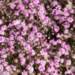 Gypsophila paniculata Flamingo - Fátyolvirág