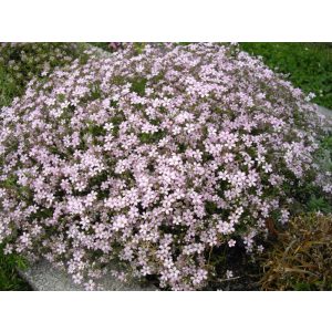 Gypsophila repens - Kúszó fátyolvirág