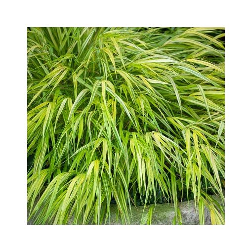 Hakonechloa macra Aureola - Szálkafű