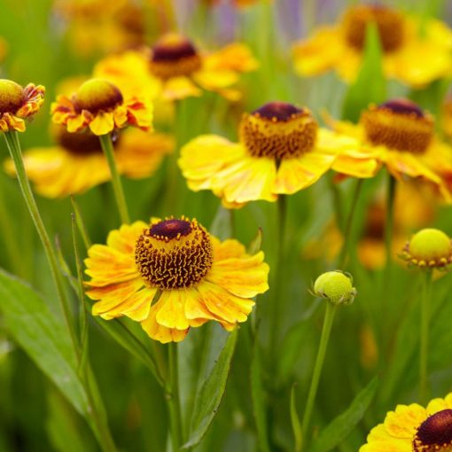 Helenium bigelovii The Bishop - Napfényvirág