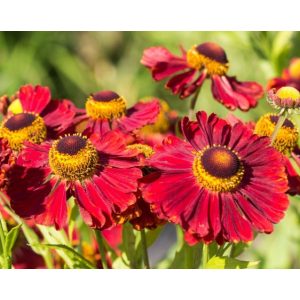 Helenium Mahagoni - Napfényvirág