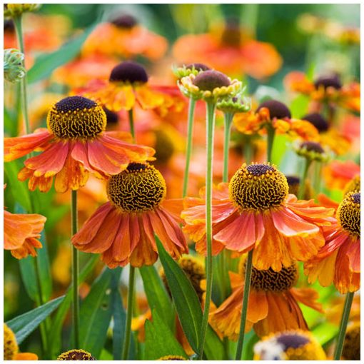 Helenium Sahins Early Flowerer - Napfényvirág