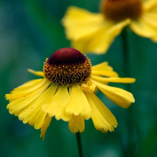 Helenium Wesergold - Napfényvirág