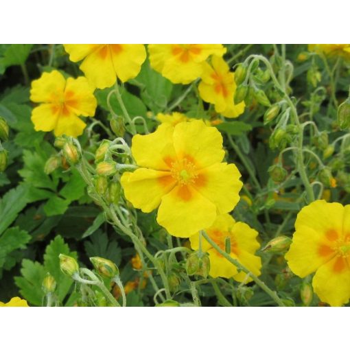 Helianthemum Golden Queen - Napvirág