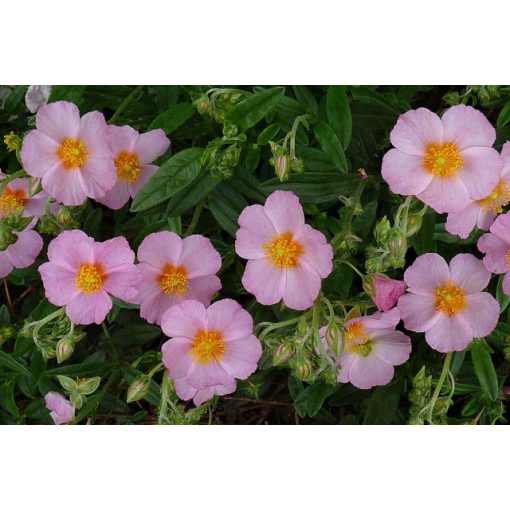 Helianthemum Lawrensons Pink - Napvirág