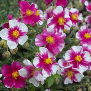 Helianthemum Raspberry Ripple - Napvirág