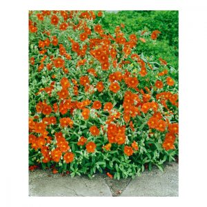 Helianthemum Watergate Orange - Napvirág