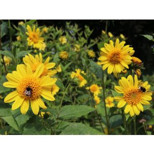   Helianthus decapetalus Capenoch Star - Sokvirágú dísznapraforgó