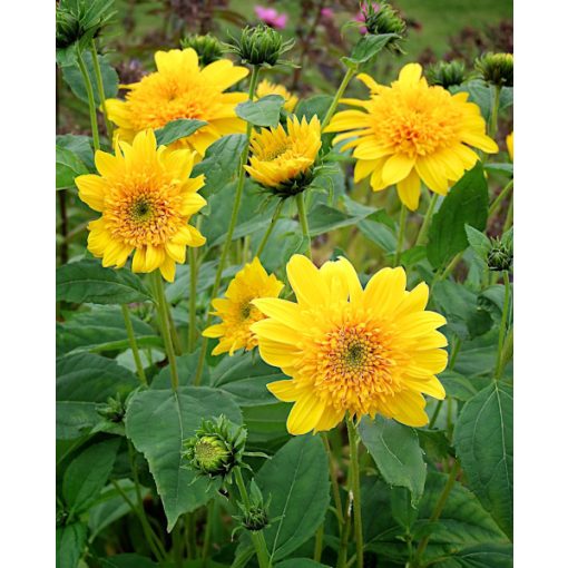 Helianthus decapetalus Double Whammy - Sokvirágú dísznapraforgó