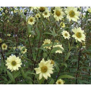 Helianthus giganteus Shelias Sunshine - Óriás napraforgó