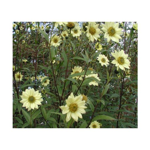 Helianthus giganteus Shelias Sunshine - Óriás napraforgó