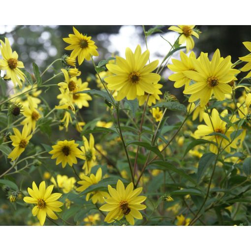 Helianthus microcephalus - Erdei napraforgó