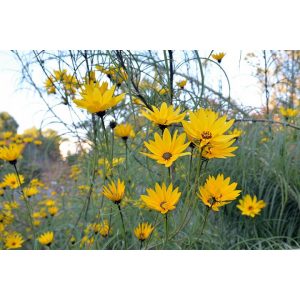 Helianthus salicifolius - Fűzlevelű napraforgó