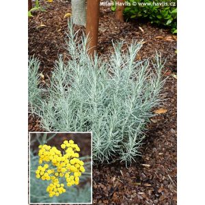 Helichrysum italicum - Olasz szalmagyopár