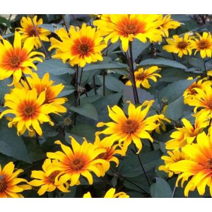   Heliopsis helianthoides Burning Hearts - Érdes napszemvirág