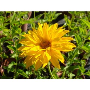   Heliopsis helianthoides Spitzentanzerin - Érdes napszemvirág