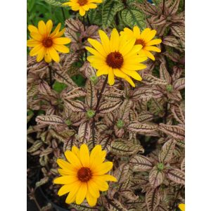 Heliopsis helianthoides Summer Pink - Érdes napszemvirág