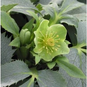 Helleborus argutifolius Silver Lace - Hunyor