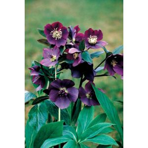 Helleborus orientalis Blue Lady - Hunyor