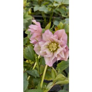 Helleborus orientalis Double Ellen Pink - Hunyor