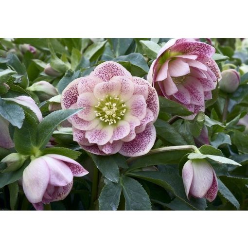 Helleborus orientalis Double Ellen Pink Spotted - Hunyor