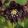 Helleborus orientalis Double Ellen Purple - Hunyor