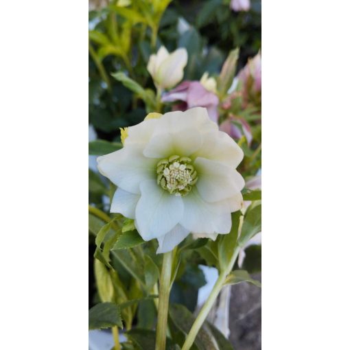 Helleborus orientalis Double Ellen White - Hunyor