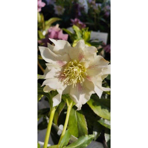 Helleborus orientalis Double Ellen White Spotted - Hunyor