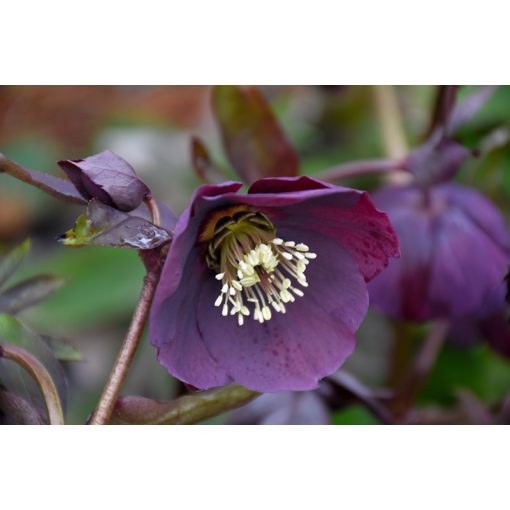 Helleborus orientalis Metallic Blue - Hunyor