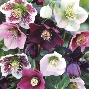 Helleborus orientalis Mixture - Hunyor