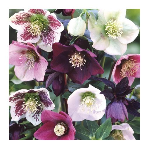 Helleborus orientalis Mixture - Hunyor