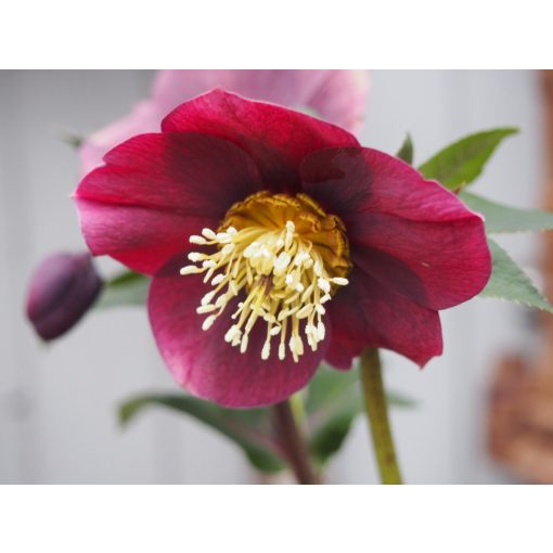 Helleborus orientalis Pretty Ellen Purple - Hunyor