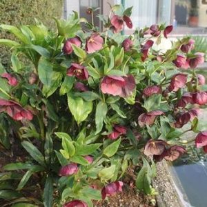 Helleborus orientalis Red Hybrids - Hunyor