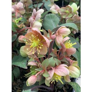 Helleborus sternii - Hunyor