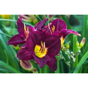 Hemerocallis 'Bela Lugosi' - Sásliliom