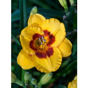 Hemerocallis 'Black Eyed Susan' - Sásliliom