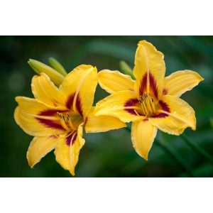 Hemerocallis 'Bonanza' - Sásliliom