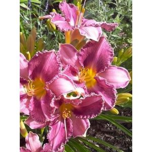 Hemerocallis 'Chicago Knobby' - Sásliliom