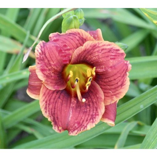 Hemerocallis 'Little Peanut' - Sásliliom