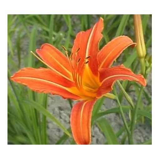 Hemerocallis 'Margaret Perry' - Sásliliom