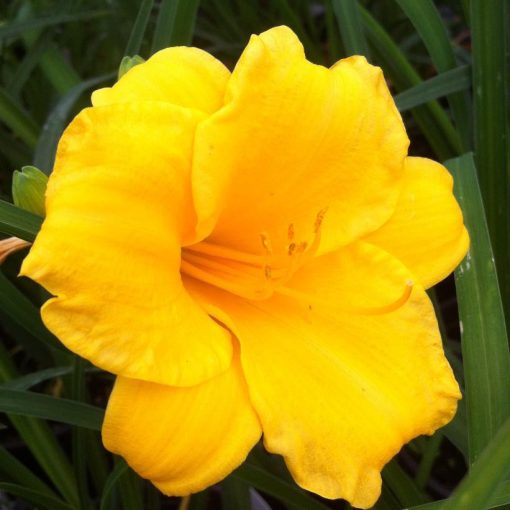 Hemerocallis 'Mini Stella' - Sásliliom