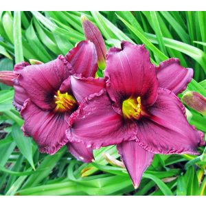 Hemerocallis 'Minstrel Boy' - Sásliliom