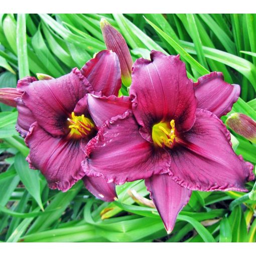 Hemerocallis 'Minstrel Boy' - Sásliliom