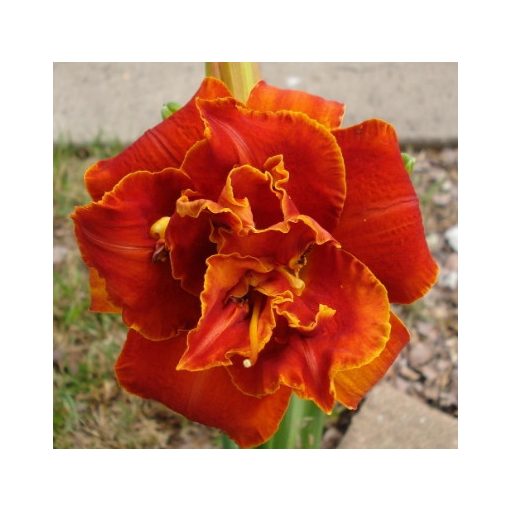 Hemerocallis 'Moses Fire' - Sásliliom